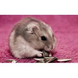 仓鼠饿了会吃自己的孩子吗  仓鼠会吃同伴吗