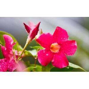 飘香藤叶子发黄是啥原因 飘香藤叶子老黄怎么办