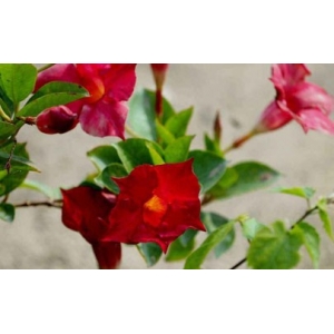 飘香藤和红蝉花哪个好养 飘香藤和红蝉花差别在哪