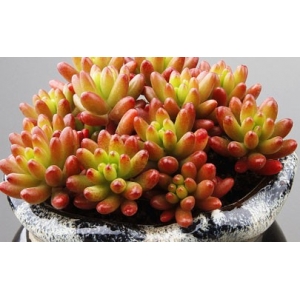 玉米石会开花吗 玉米石花期是啥时候