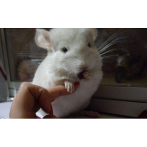 龙猫冬天怎么过冬 龙猫冬天怕冷吗