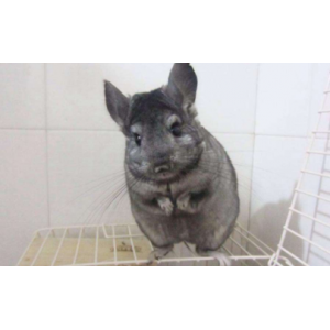 龙猫洗澡为什么不用水 龙猫怀孕可以洗澡吗