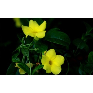 飘香藤需不需要剪枝 飘香藤花谢了怎么修剪