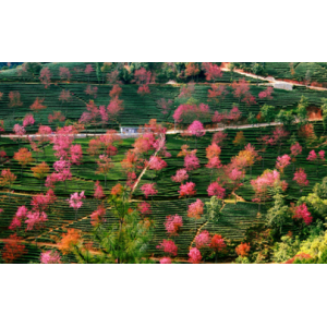 无量山樱花谷有住宿吗 大理到无量山樱花谷有多远