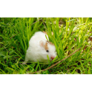 养仓鼠要打预防针吗 仓鼠受伤了会自己好吗