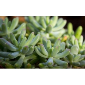 玉米石是虹之玉吗 玉米石和虹之玉有何差别