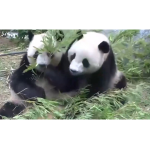 旅日大熊猫“晓晓”“蕾蕾”启程回国 日本民众含泪送别续写跨洋